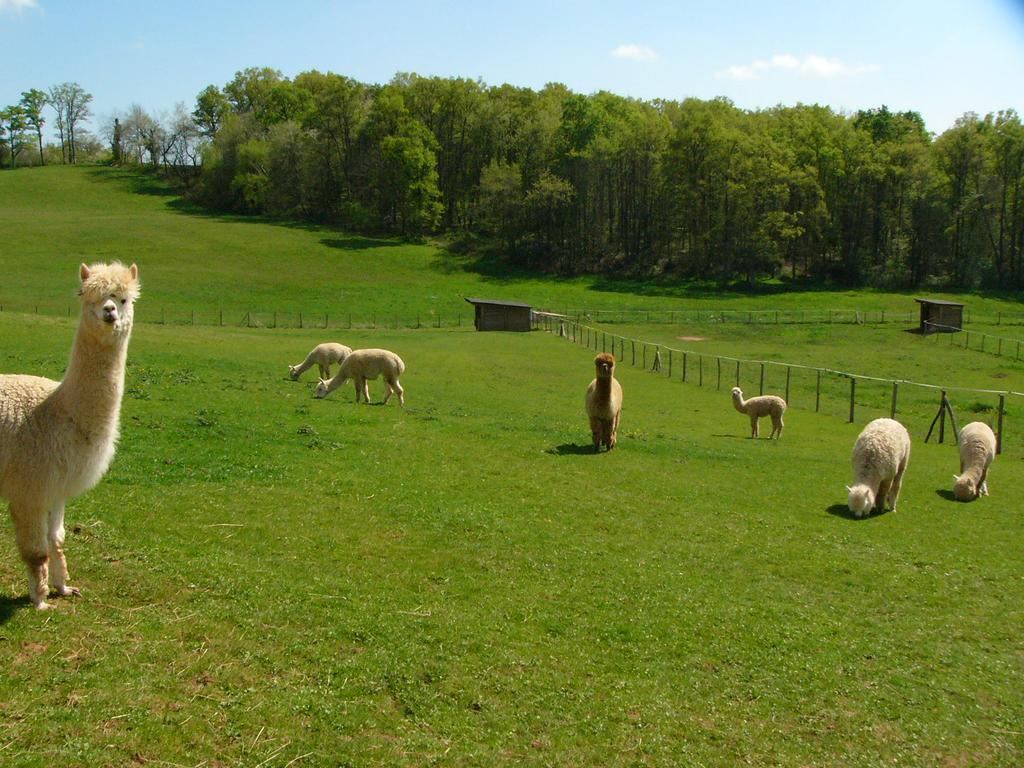 Farmstay Alpagaterie Juillac  Exterior foto